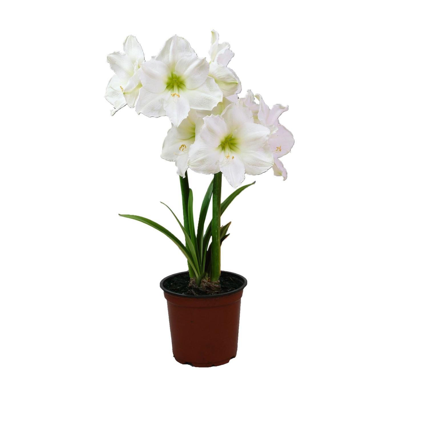 Amaryllis Hippeastrum WhitePlain 15cm