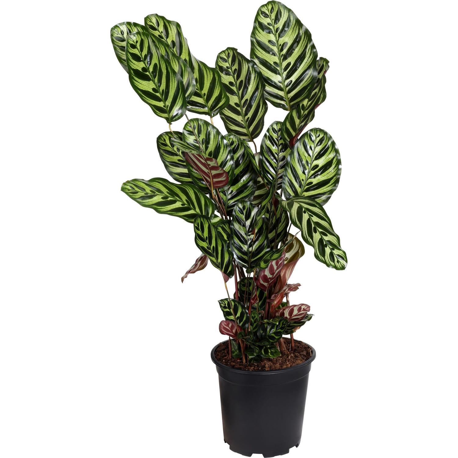 Calathea Makoyana 23cm