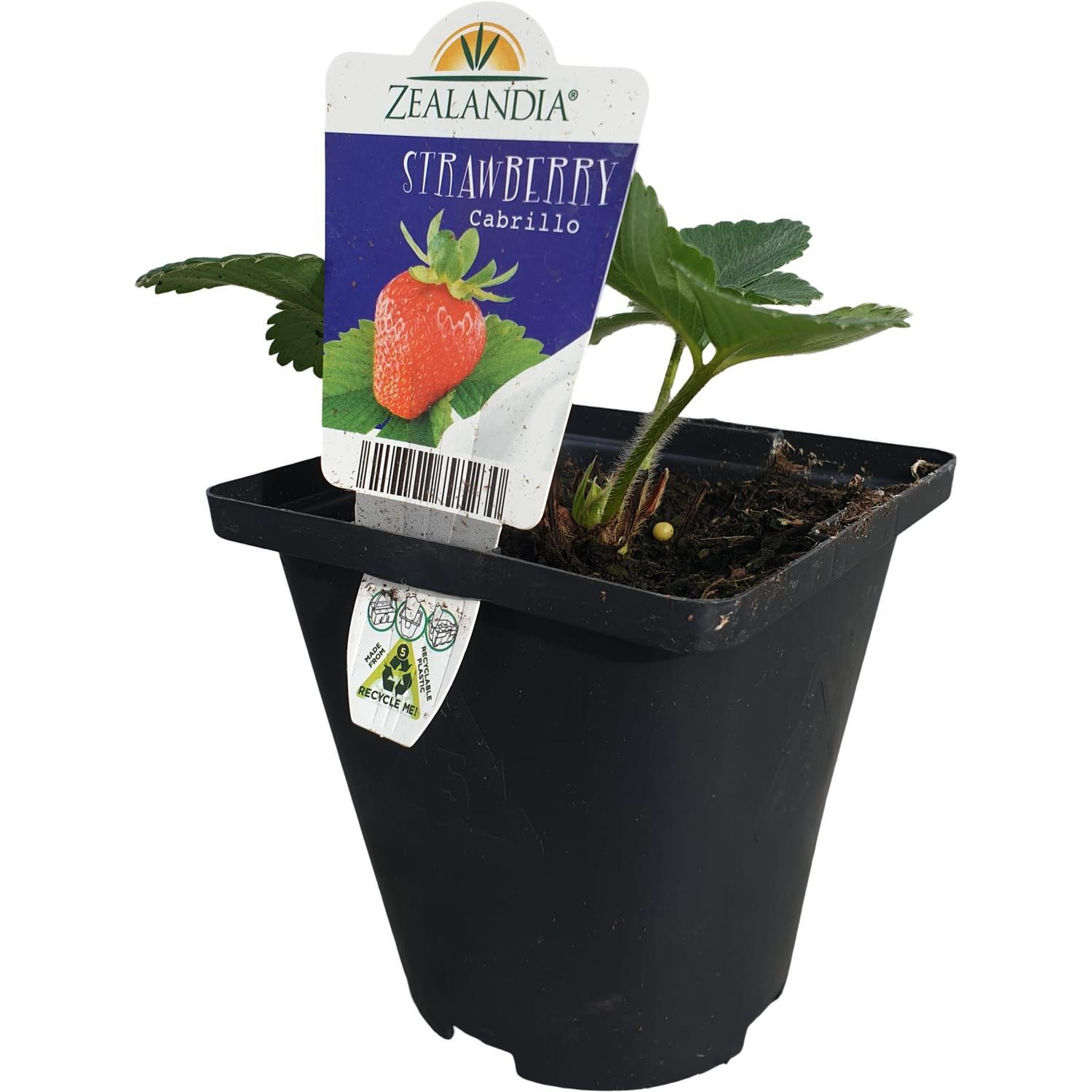 Strawberry Carbrillo 10cm