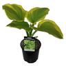 Hosta Fragrant Bouquet
