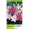 Lily La Oriental Pot Mixed 5 Pack