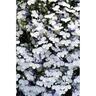 Lobelia