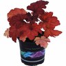 Heuchera 'Fire Alarm' 1.5 litre