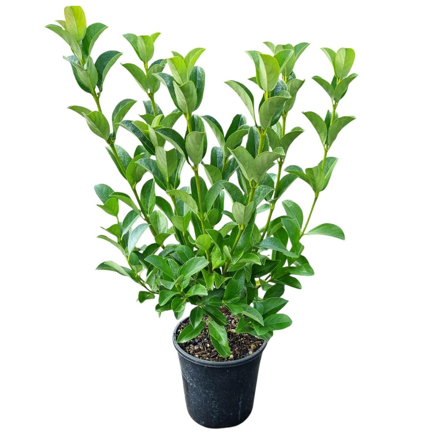 Viburnum O. Dense Fence  4L