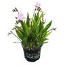 Freesia Nano Ancona 1.5 litre Purple