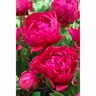 Paeony Double 'Karl Rosenfield'