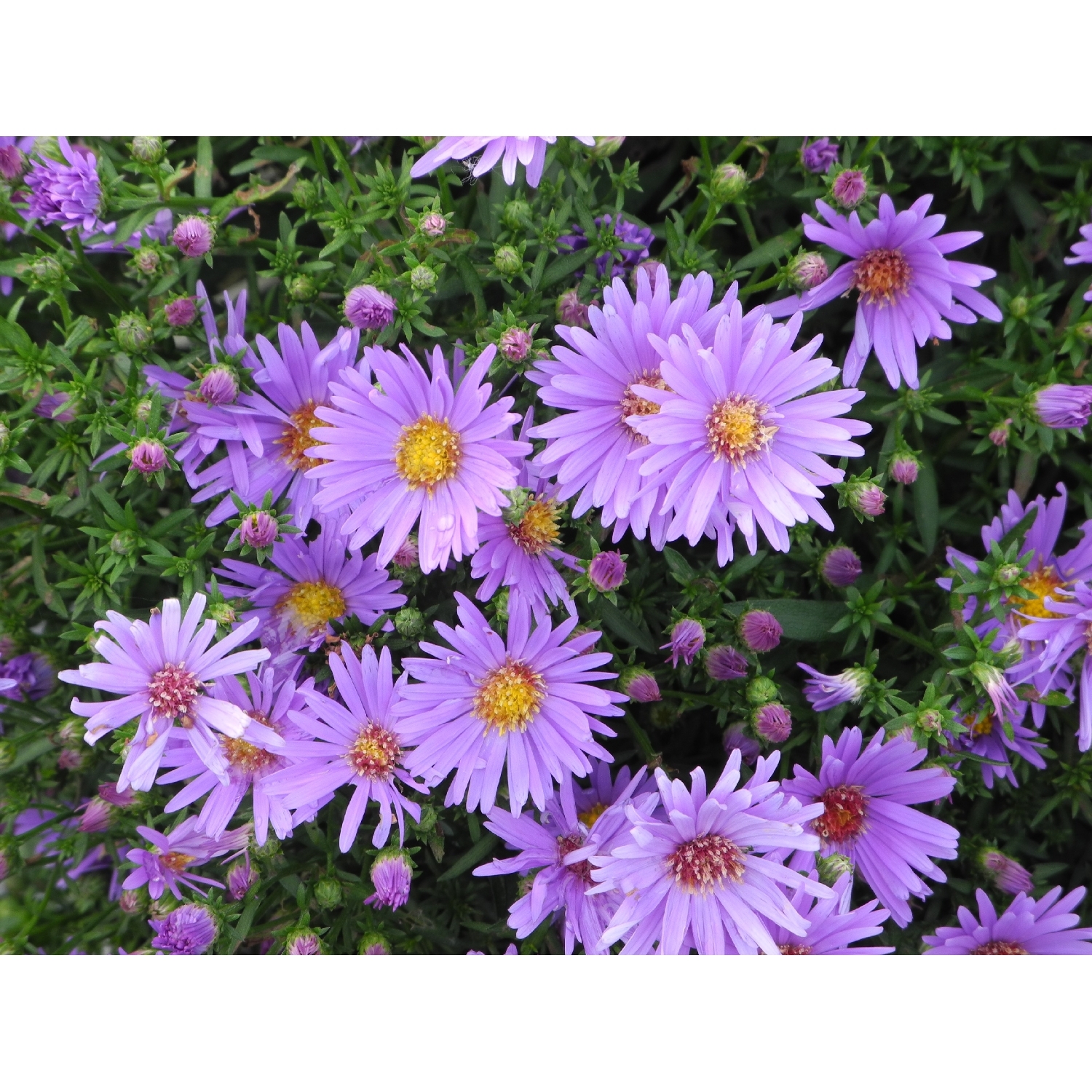 Aster Lady In Blue