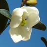 Magnolia DD Blanchard