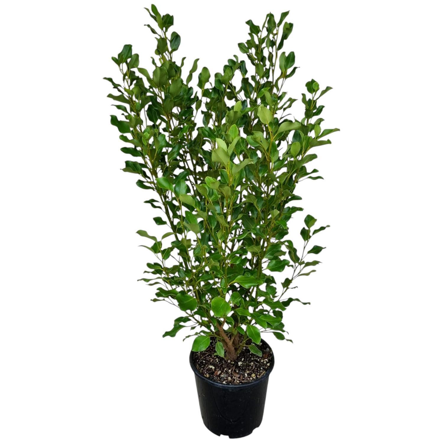 Griselinia Littoralis Broadway Mint  8.5L