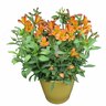 Alstroemeria  Inca Mambo