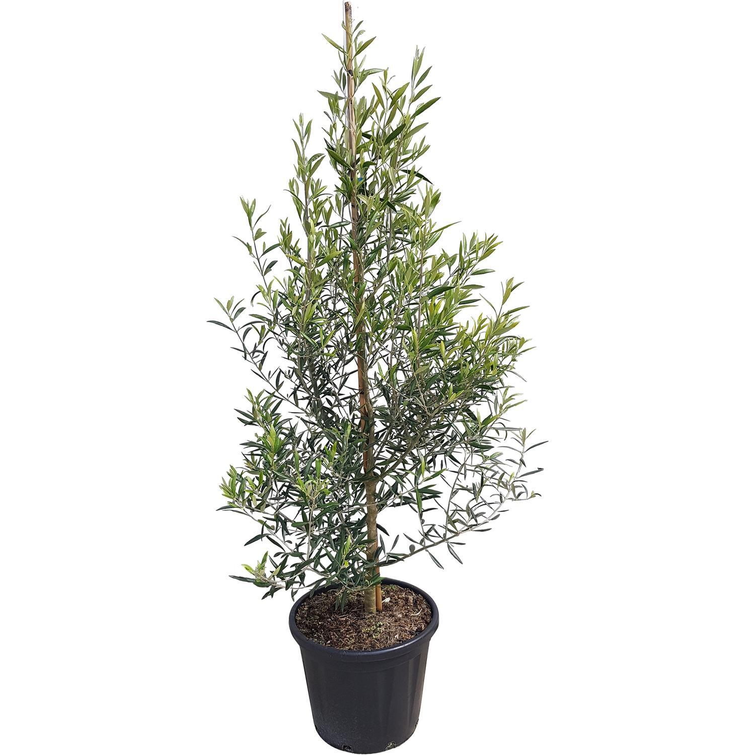 Olea el Greco