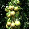 Pear Winter Nelis