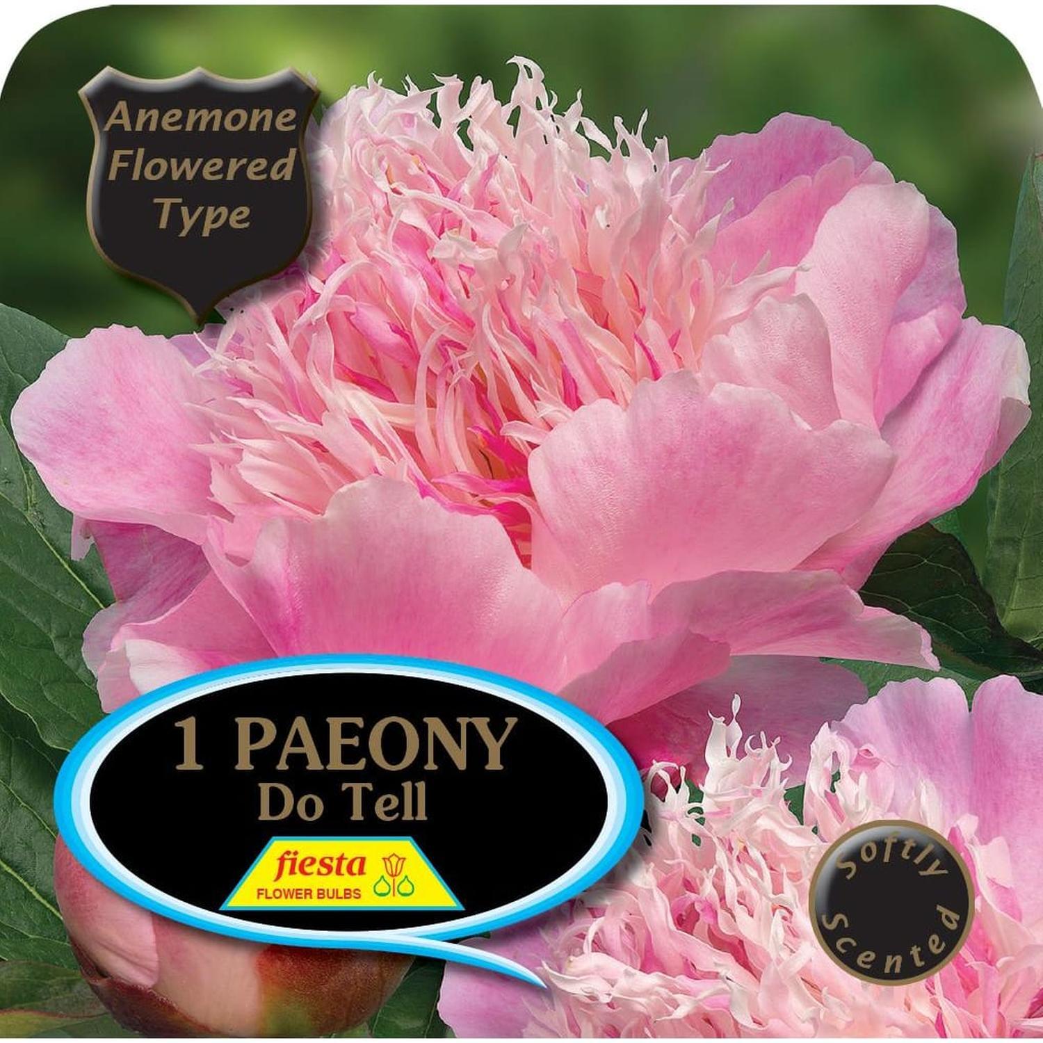 Paeony Anemone Do Tell