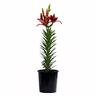 Lilium Black Out