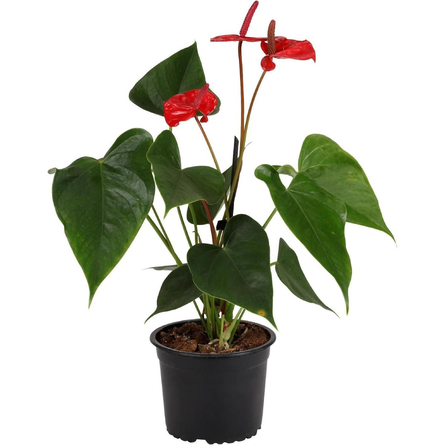 Anthurium Ritma