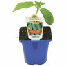 Cucumber Telegraph 100mm Green