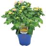 Chrysanthemum Garden Mums
