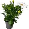 Osteospermum Margarita