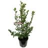 Griselinia Canterbury 6L