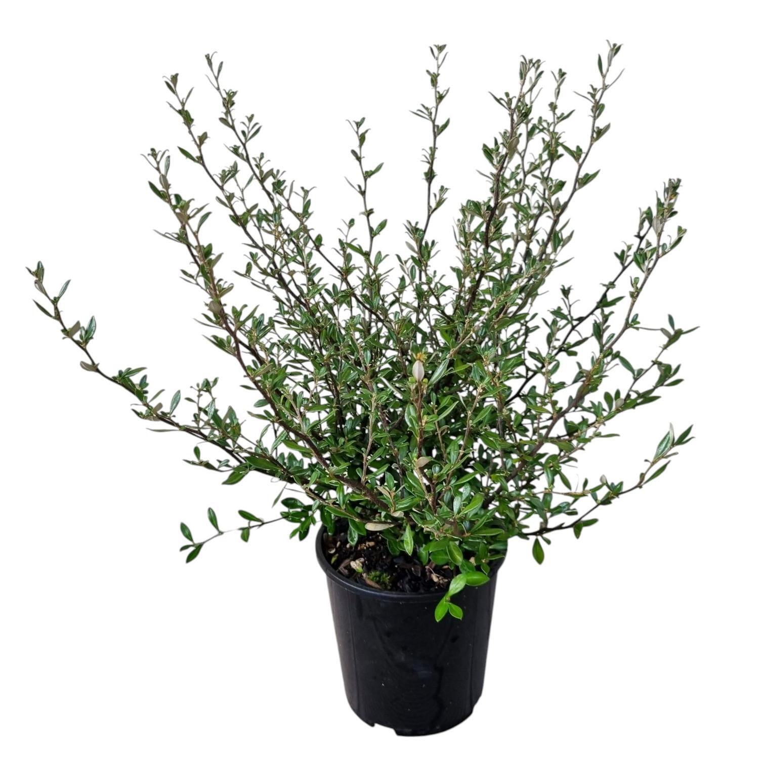 Corokia Clover 2L