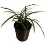 Phormium Licorice and Lime