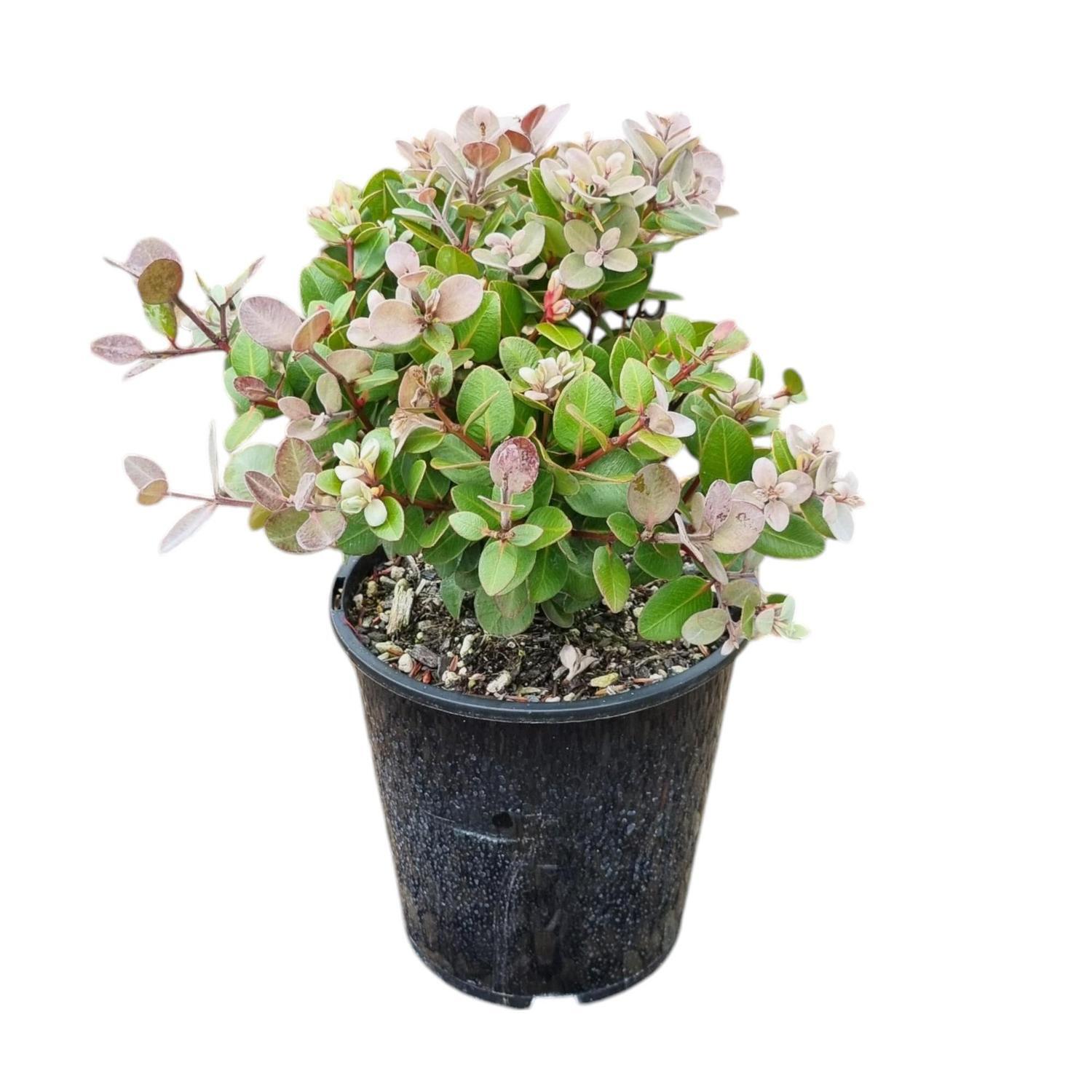Metrosideros Cillosa Tahiti 'Pohutukawa' 3.3L