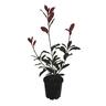 Photinia Red Robin
