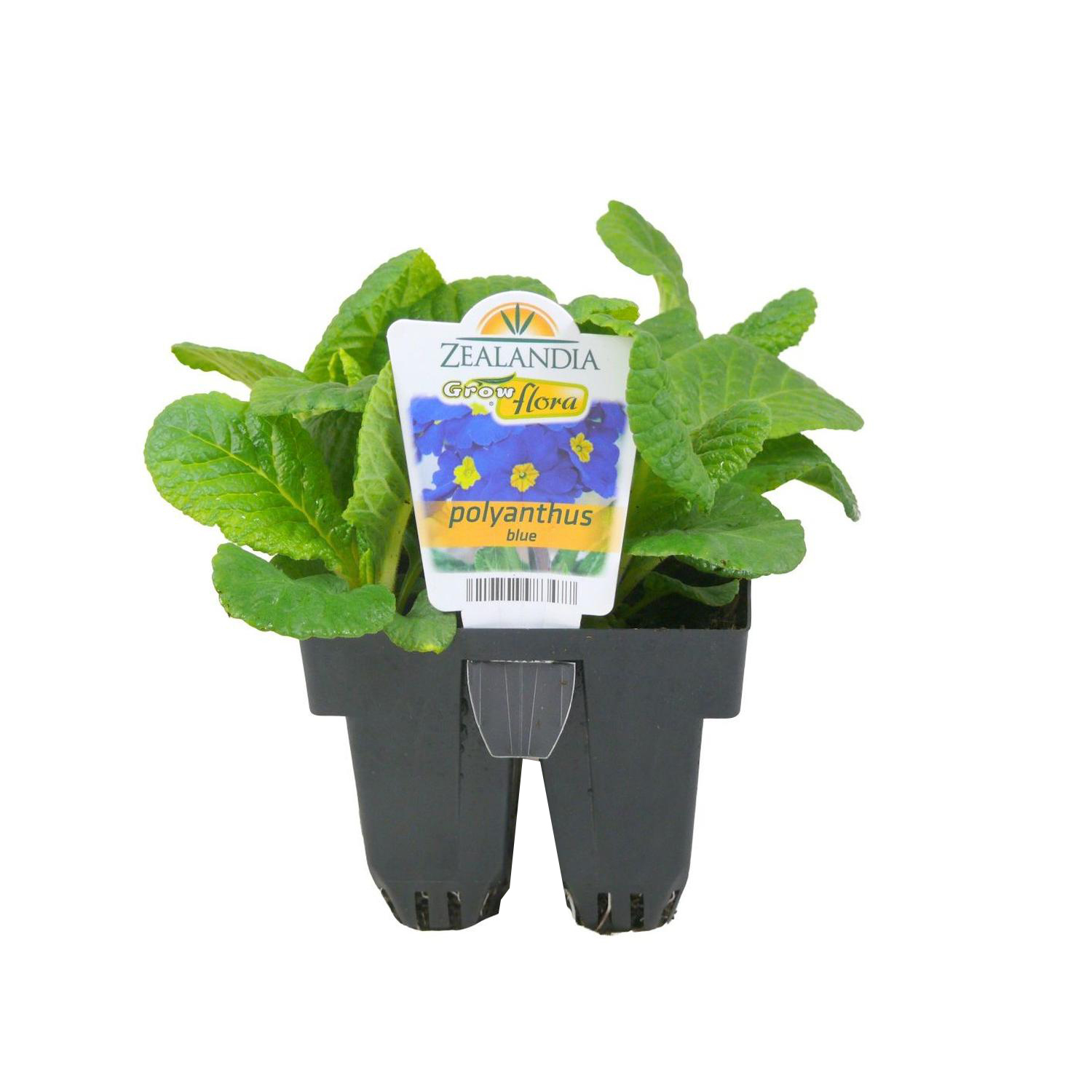 Polyanthus