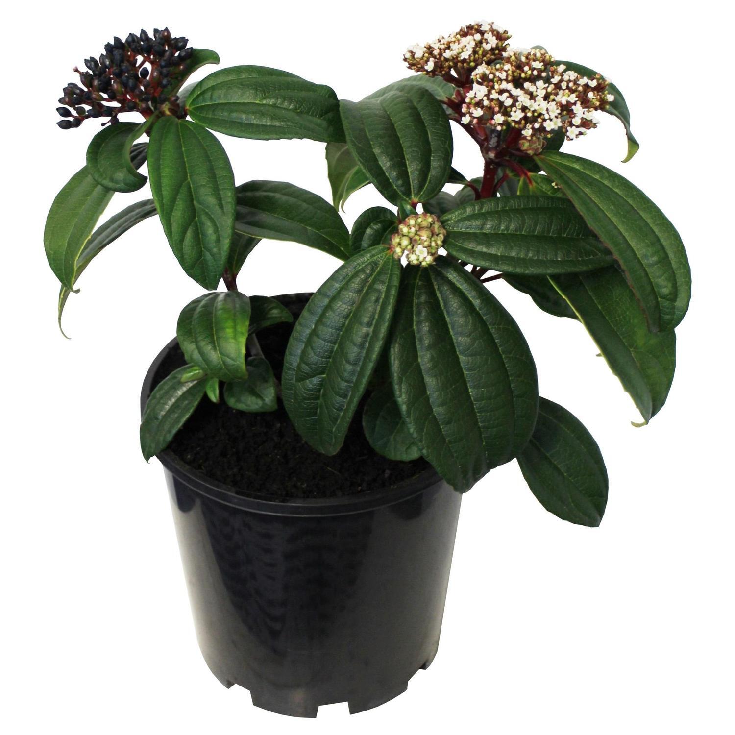 Viburnum Davidii 3.3L