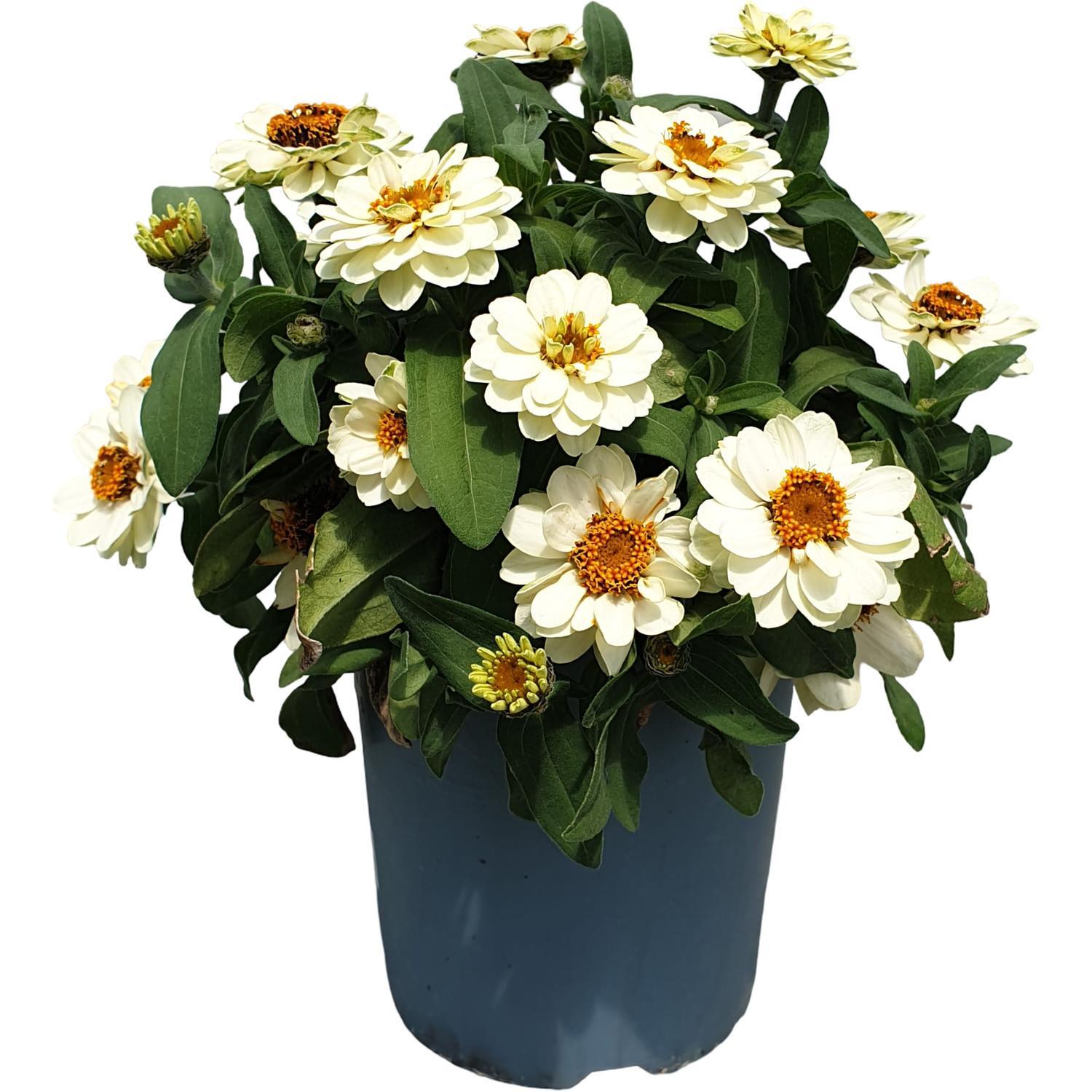 Zinnia Profusion Double White Supreme Colour 14cm