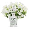 Petunia White Charm