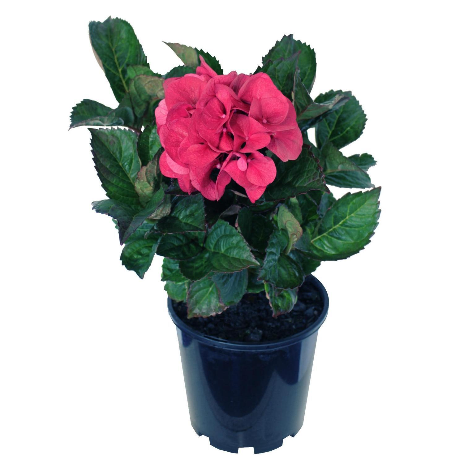 Hydrangea Merveille Sanguine