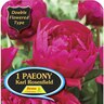 Paeony Double 'Karl Rosenfield'
