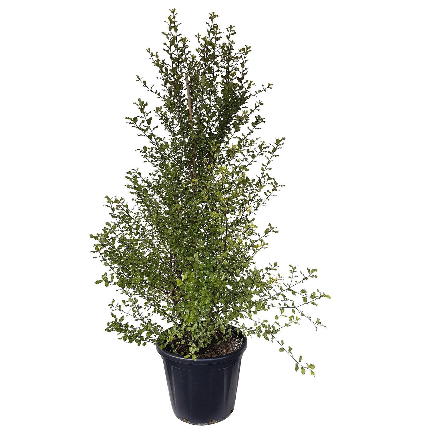 Pittosporum Wrinkle Blue