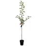 Apple Semi-Dwarf 'Sweetie' 4.7 litre