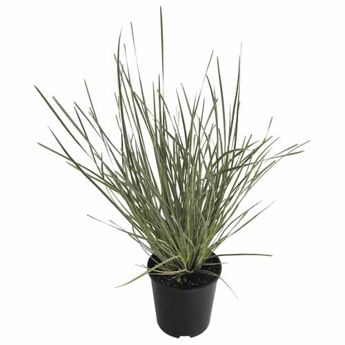 Lomandra White Sands