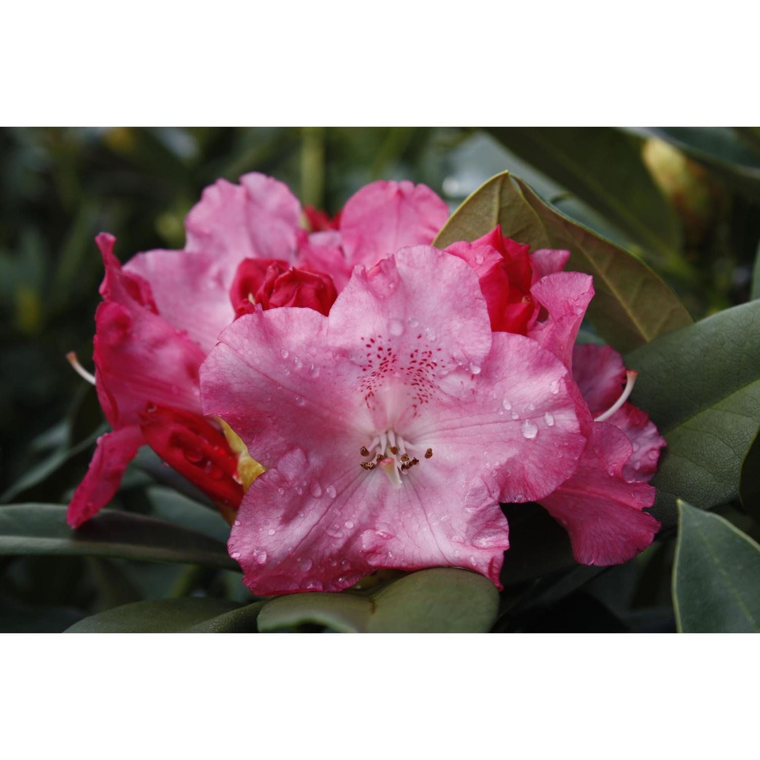 Rhododendron Solidarity