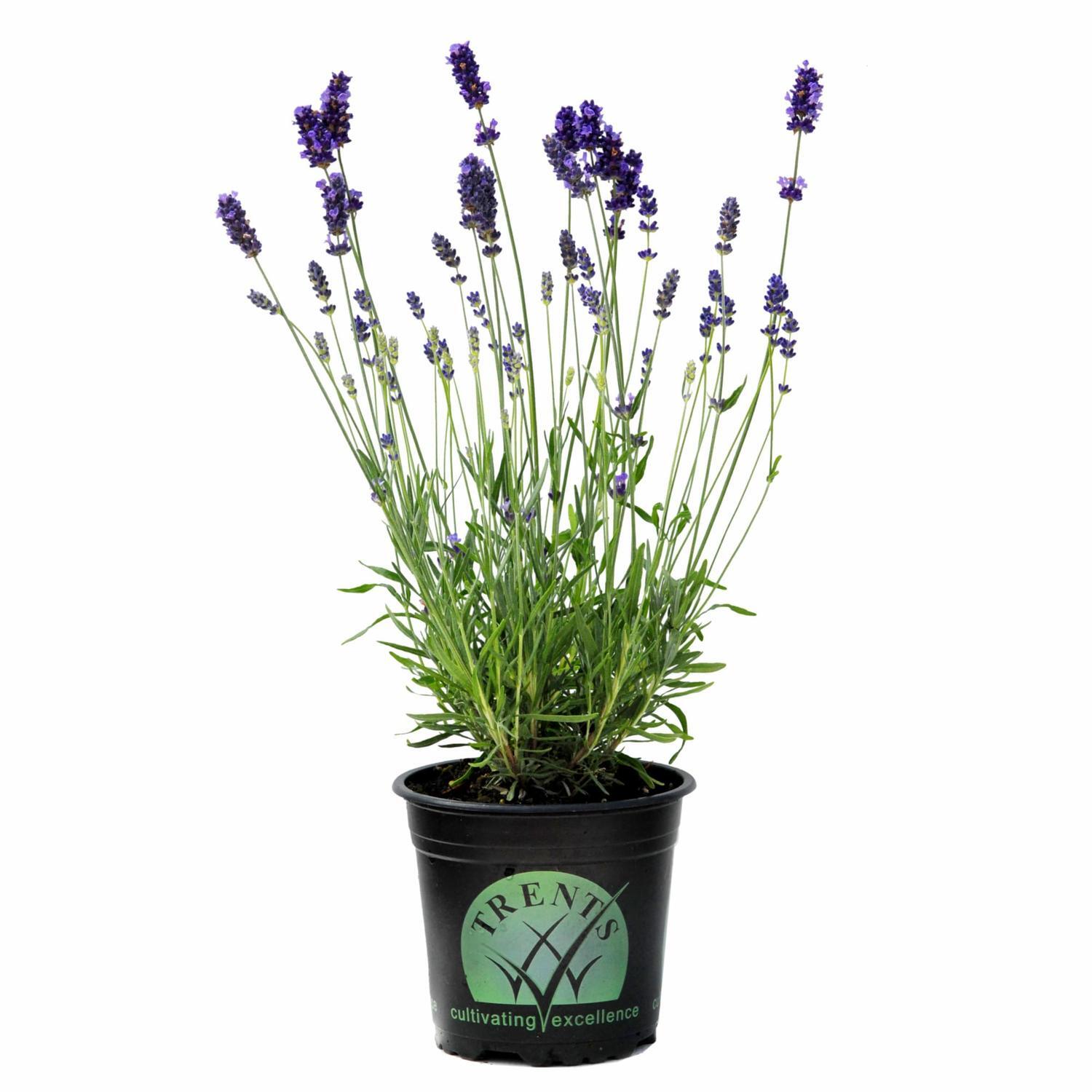 Lavender Dilly Dilly