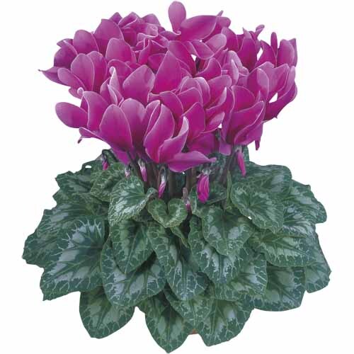 Indoor Flowering Cyclamen