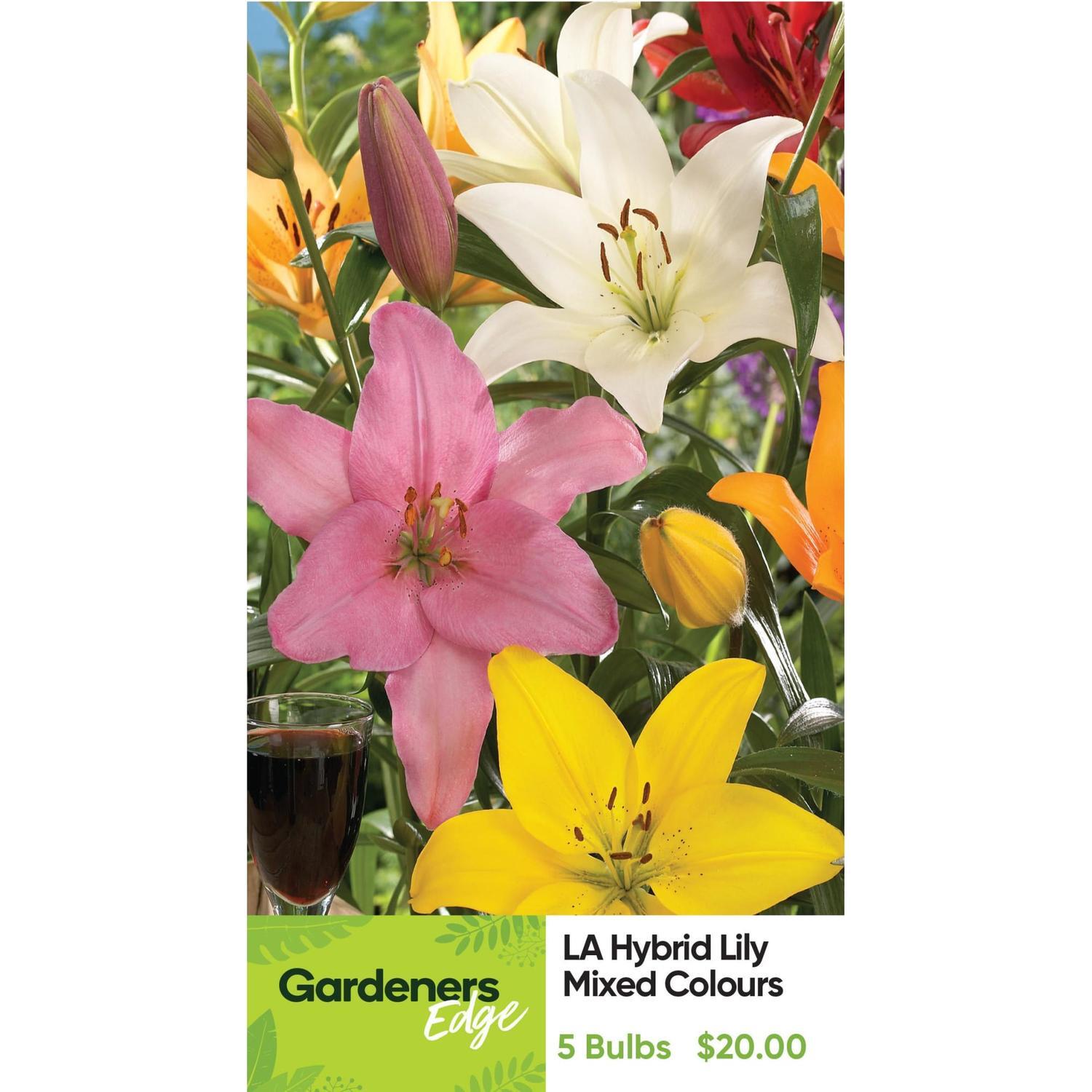 Lily La Hybrid Mix 5 Pack