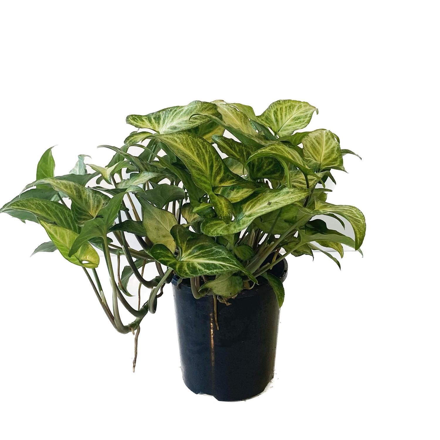 Syngonium Lynette 12cm