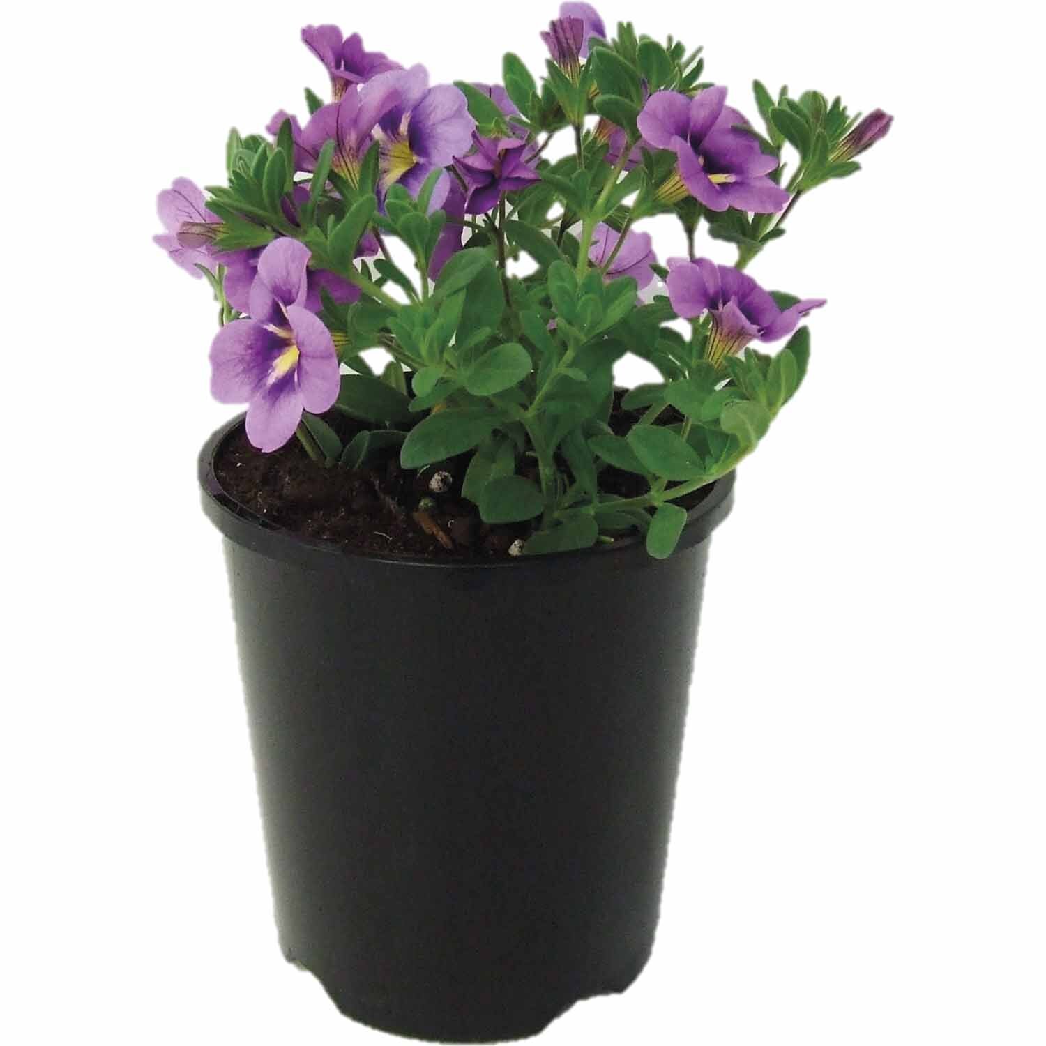 Calibrachoa Can Can