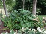 Ligularia Reniformis