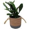 Platycerium Bifurcatum in Ceramic Pot