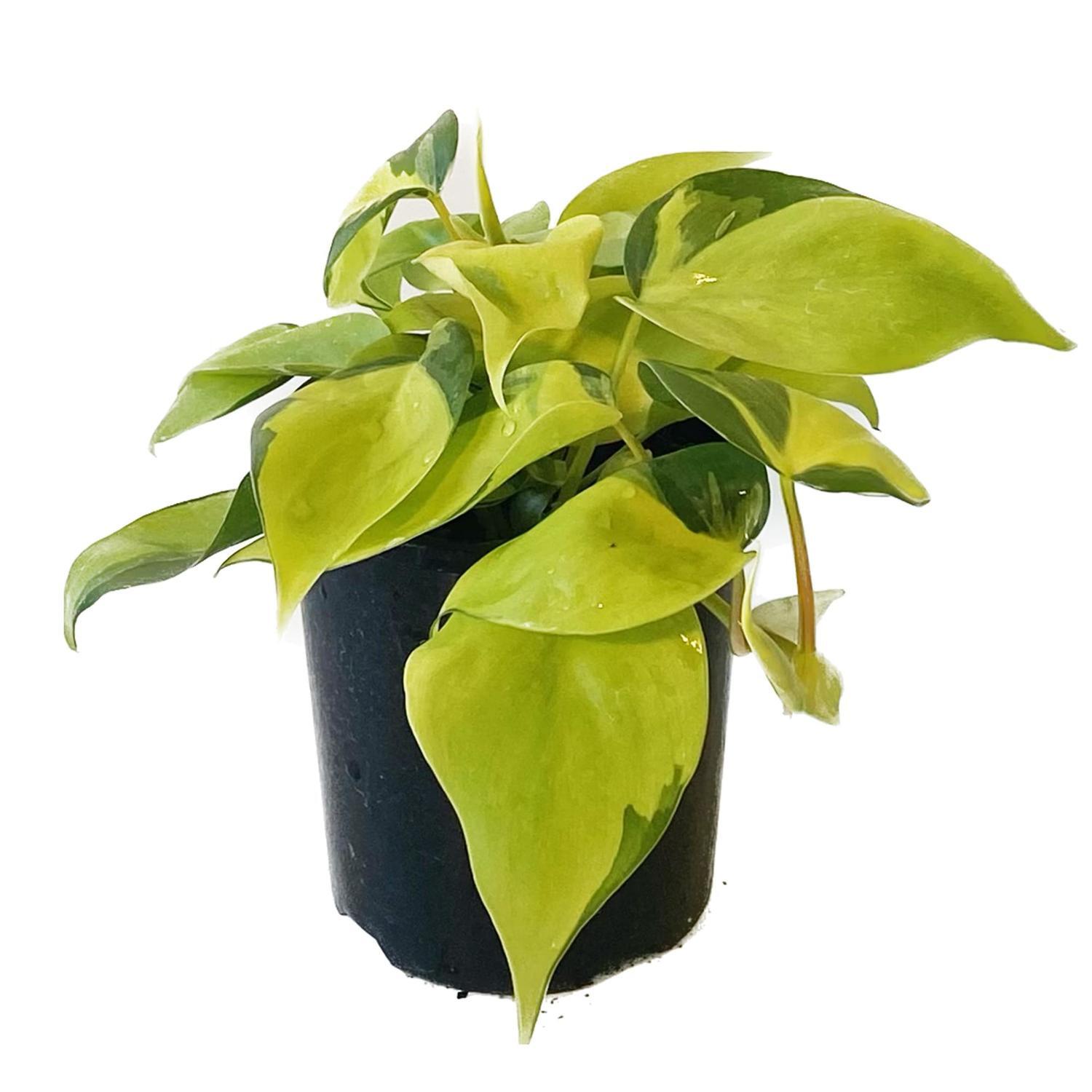 Philodendron Brasil 12cm
