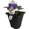 Strawberry Carbrillo 10cm
