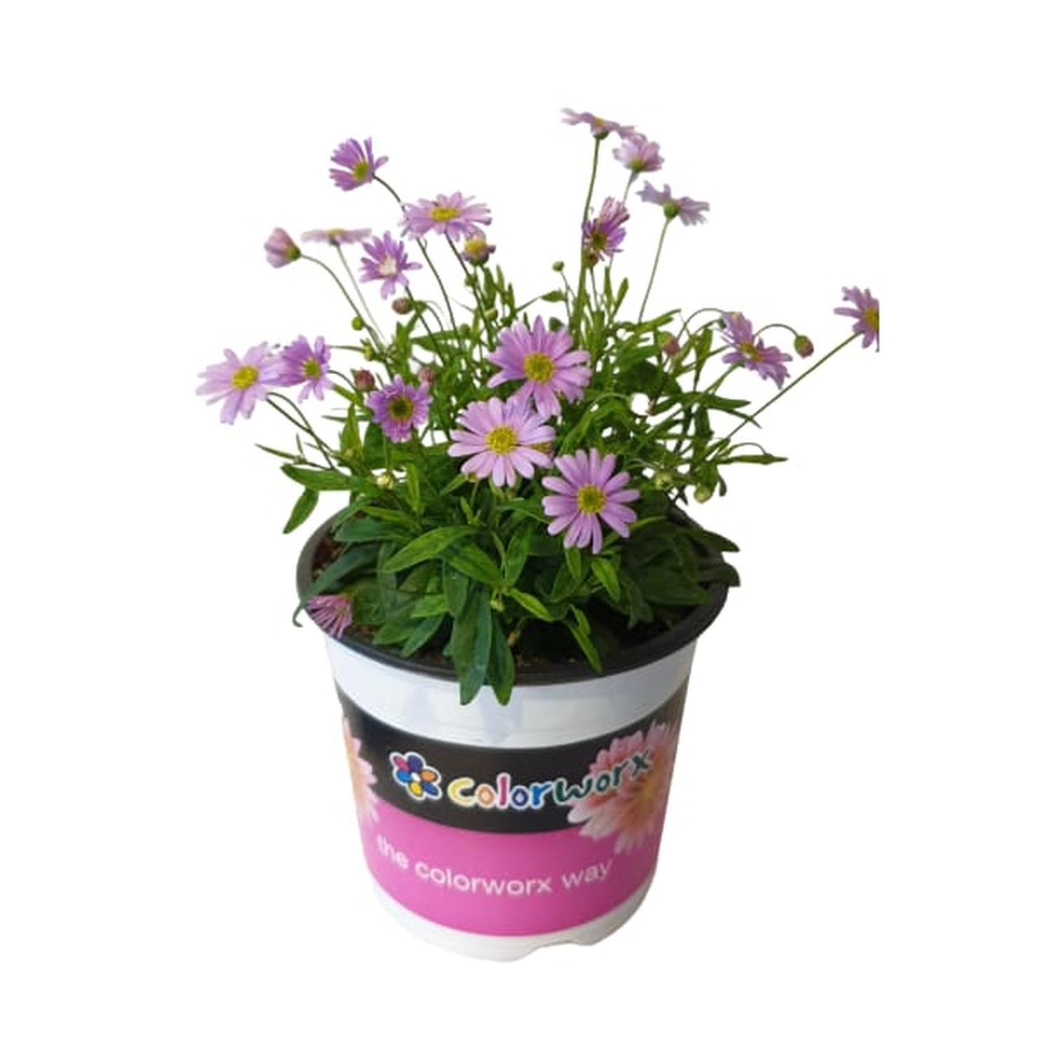 Brachyscome Angustifolia Blue