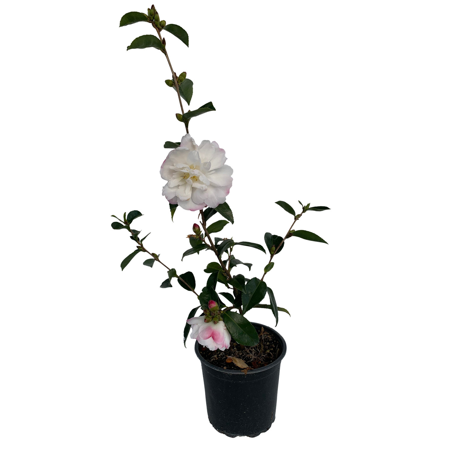 Camellia Pure Silk