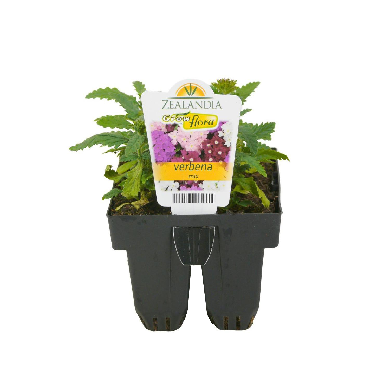 Verbena