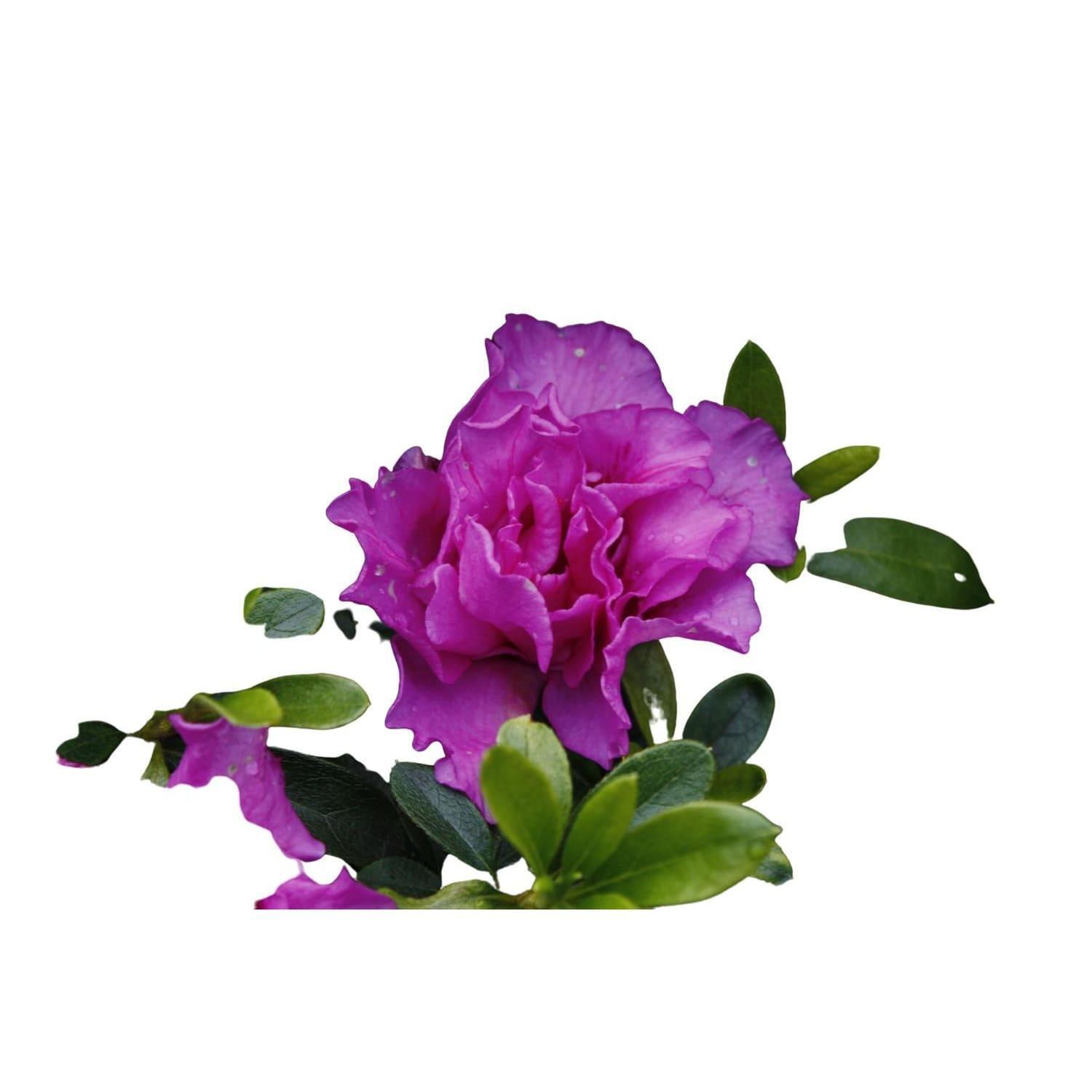 Azalea